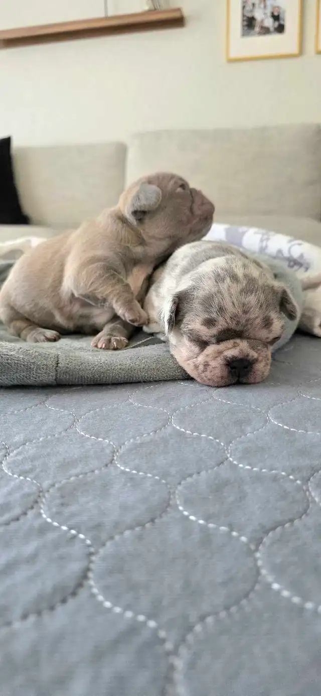 FRENCH BULLDOG PUPPIES - Photo 8