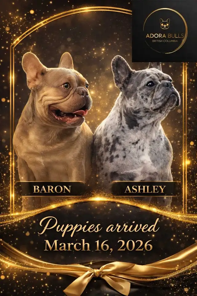 FRENCH BULLDOG PUPPIES - Photo 9