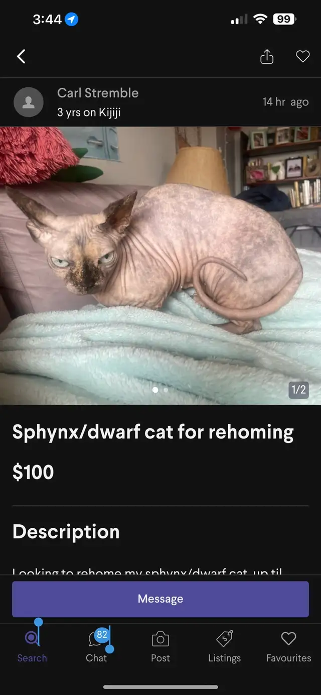 SPHYNX CAT SCAMMERS