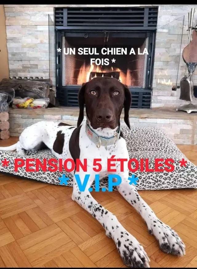 Pension 5 ETOILES pour chiens en milieu familial - Laval(^.^)
