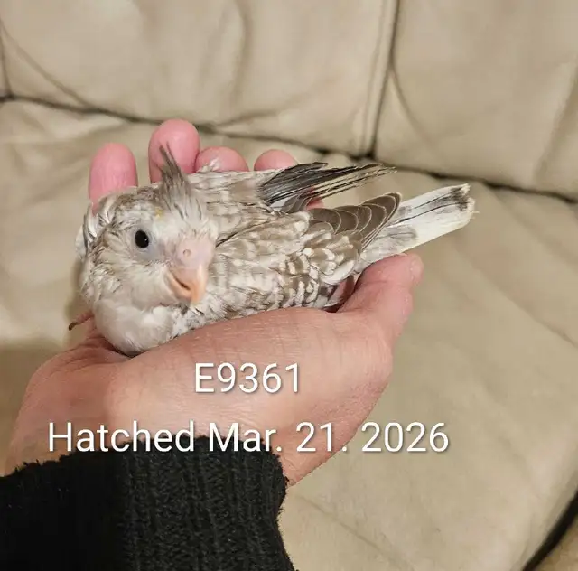 Healthy Baby white face Cinnamon Cockatiel