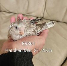 Healthy Baby white face Cinnamon Cockatiel