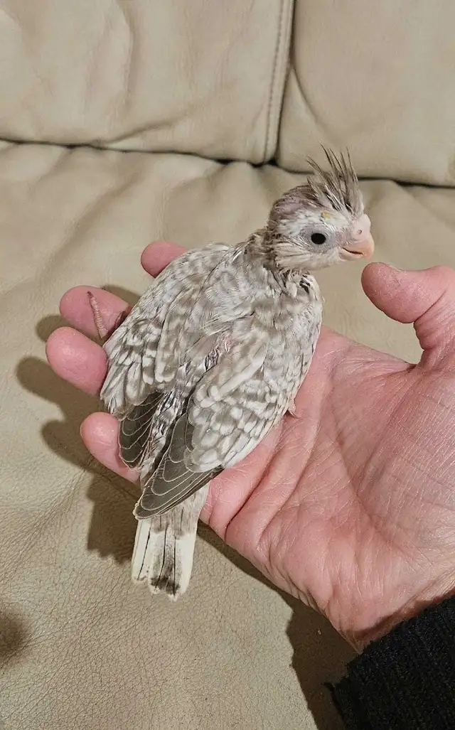Healthy Baby white face Cinnamon Cockatiel - Photo 2