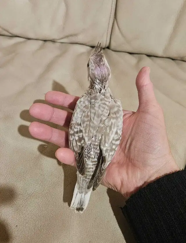 Healthy Baby white face Cinnamon Cockatiel - Photo 3