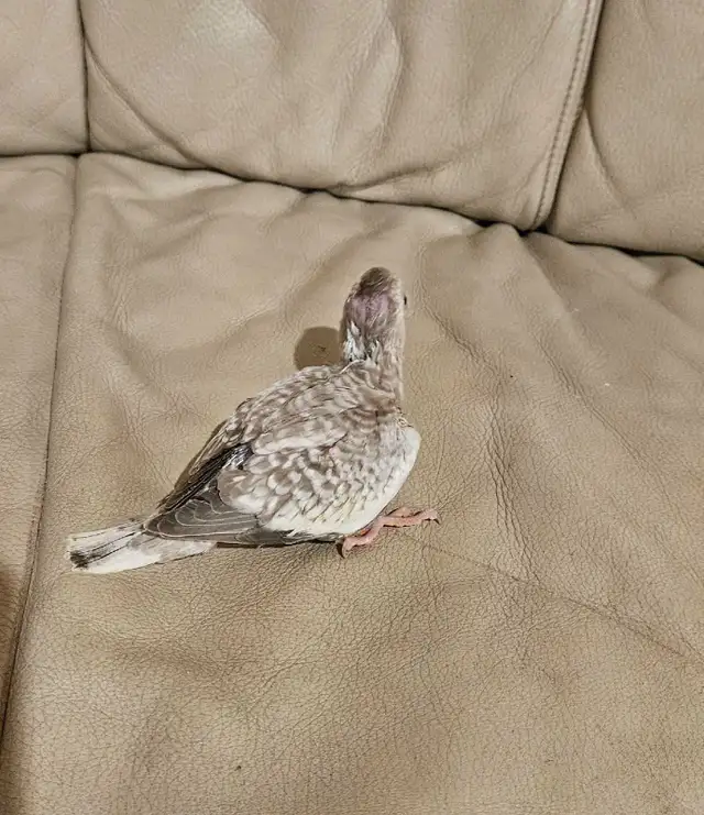 Healthy Baby white face Cinnamon Cockatiel - Photo 4