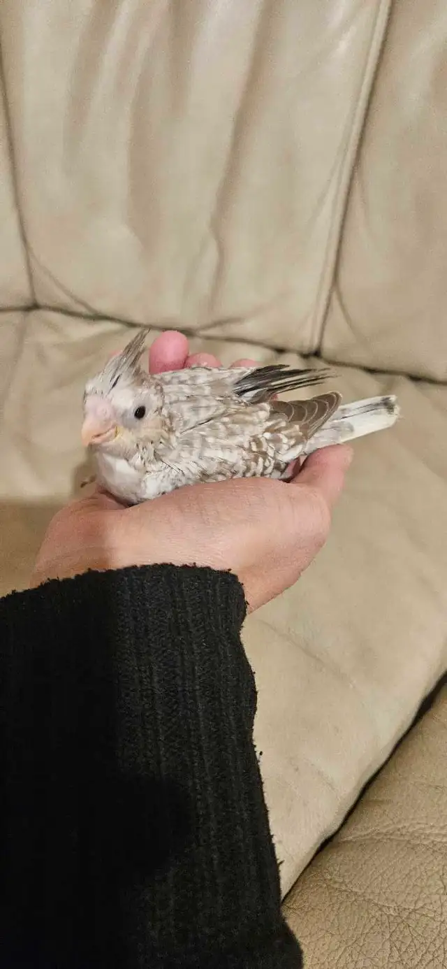 Healthy Baby white face Cinnamon Cockatiel - Photo 5