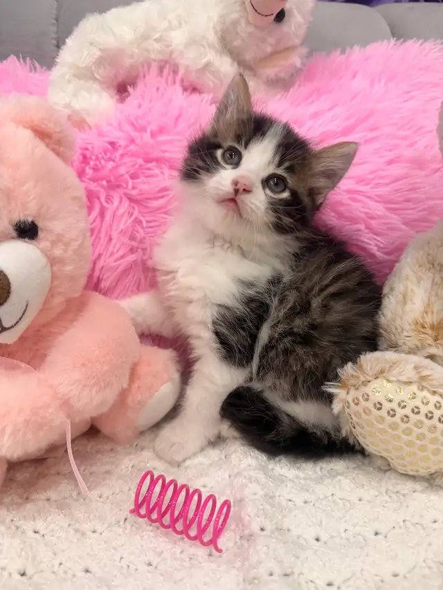 ❤️ Bengal /Siberian kittens ❤️(437) 292-1163 - Photo 2