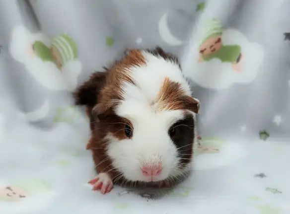 cochon d'inde couronné tricolore