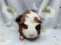 cochon d'inde couronné tricolore