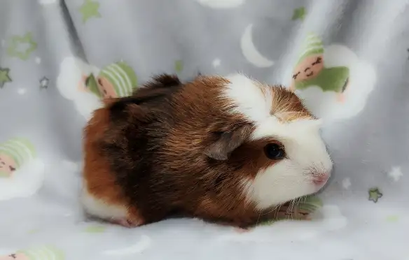 cochon d'inde couronné tricolore - Photo 2