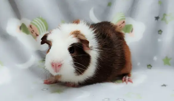 cochon d'inde couronné tricolore - Photo 3