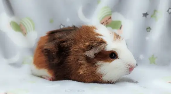 cochon d'inde couronné tricolore - Photo 4