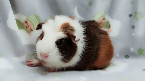 cochon d'inde couronné tricolore - Photo 5