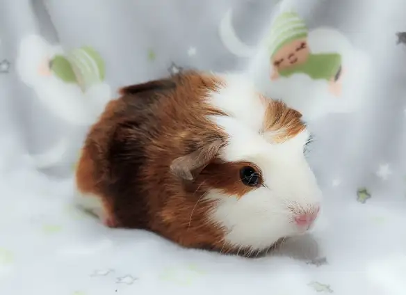 cochon d'inde couronné tricolore - Photo 6