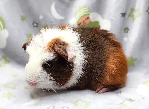 cochon d'inde couronné tricolore - Photo 7