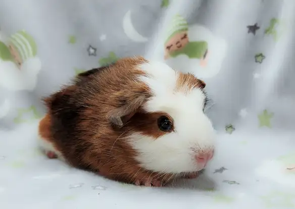 cochon d'inde couronné tricolore - Photo 8