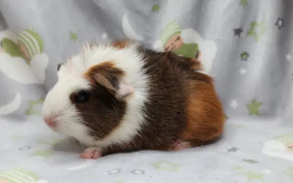 cochon d'inde couronné tricolore - Photo 9