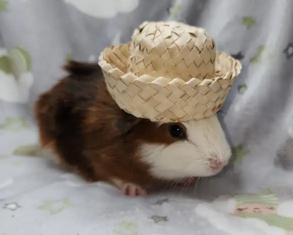 cochon d'inde couronné tricolore - Photo 10