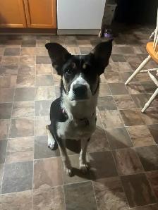 15 month old husky X American bull dog X cane Corso.