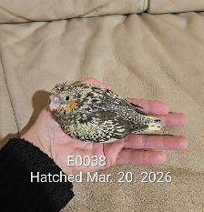 Baby pearl gray Cockatiel