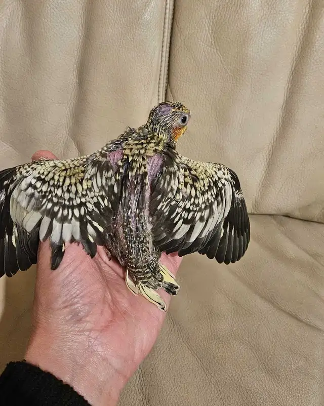 Baby pearl gray Cockatiel - Photo 2