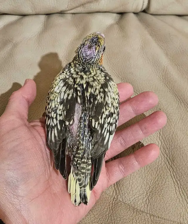 Baby pearl gray Cockatiel - Photo 3