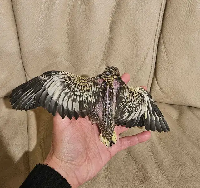 Baby pearl gray Cockatiel - Photo 4