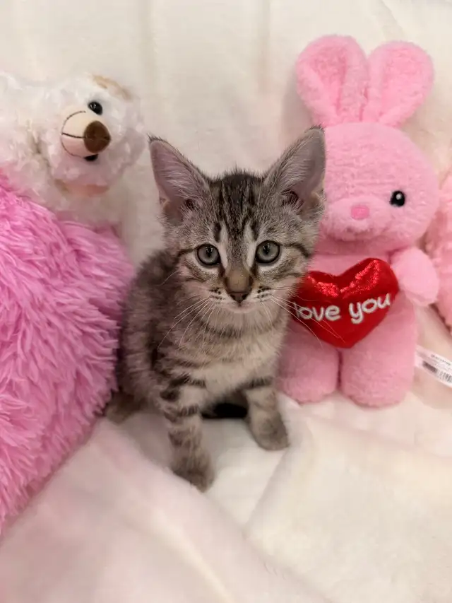 Bengal mix kittens ⭐️ (416) 637-5990 Only one Left