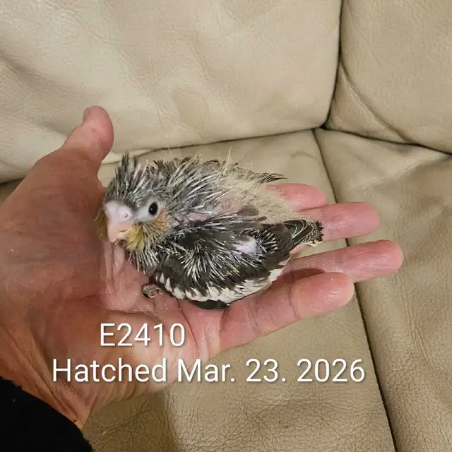 Healthy Baby gray cockatiel