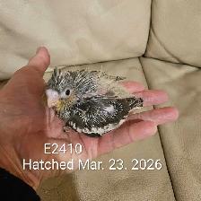 Healthy Baby gray cockatiel