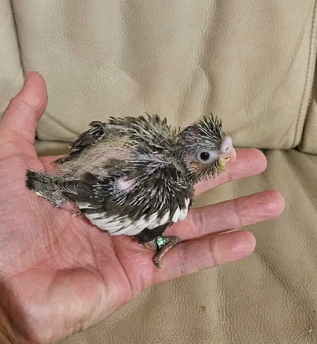 Healthy Baby gray cockatiel - Photo 2