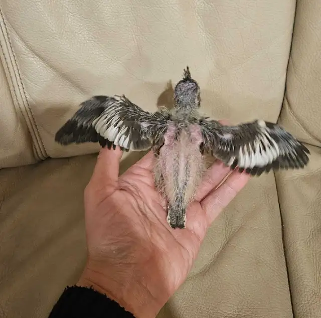 Healthy Baby gray cockatiel - Photo 3