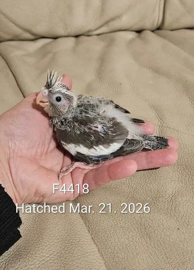 Healthy, Baby white face Cockatiel
