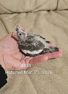 Healthy, Baby white face Cockatiel