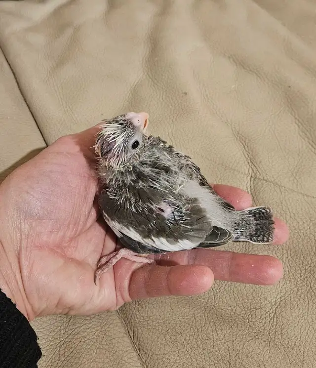 Healthy, Baby white face Cockatiel - Photo 2