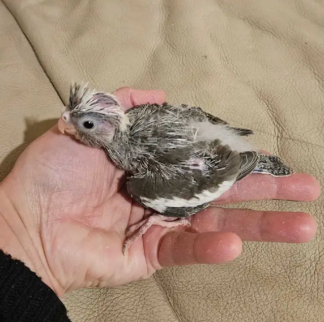 Healthy, Baby white face Cockatiel - Photo 3