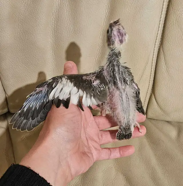 Healthy, Baby white face Cockatiel - Photo 4