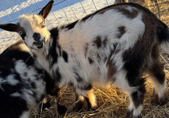 Purebread Nigerian Dwarf DOE