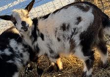 Purebread Nigerian Dwarf DOE