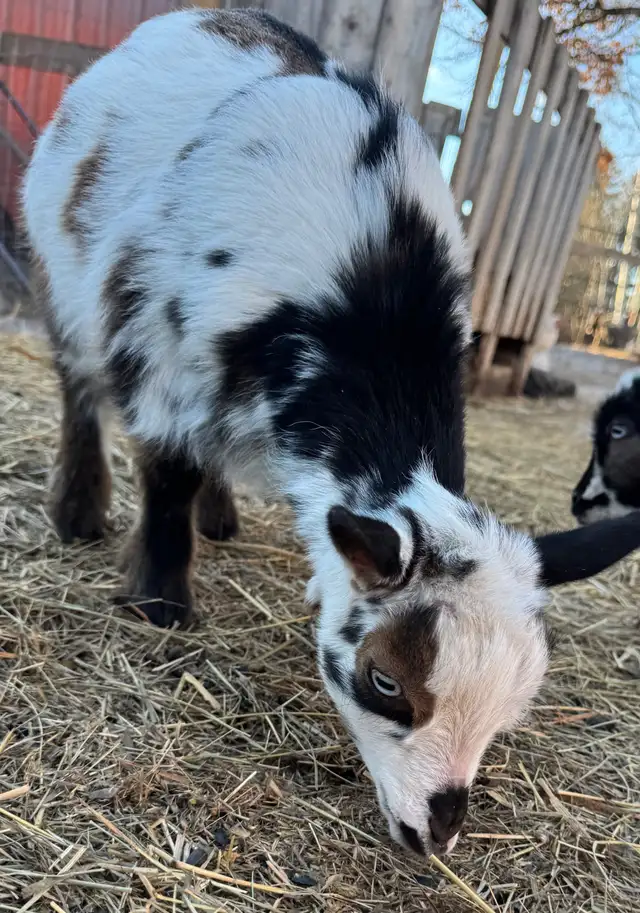 Purebread Nigerian Dwarf DOE - Photo 2