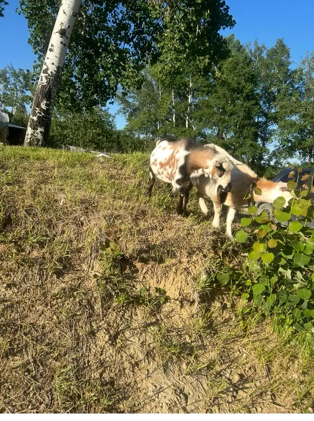 Purebread Nigerian Dwarf BUCK