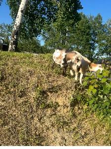 Purebread Nigerian Dwarf BUCK