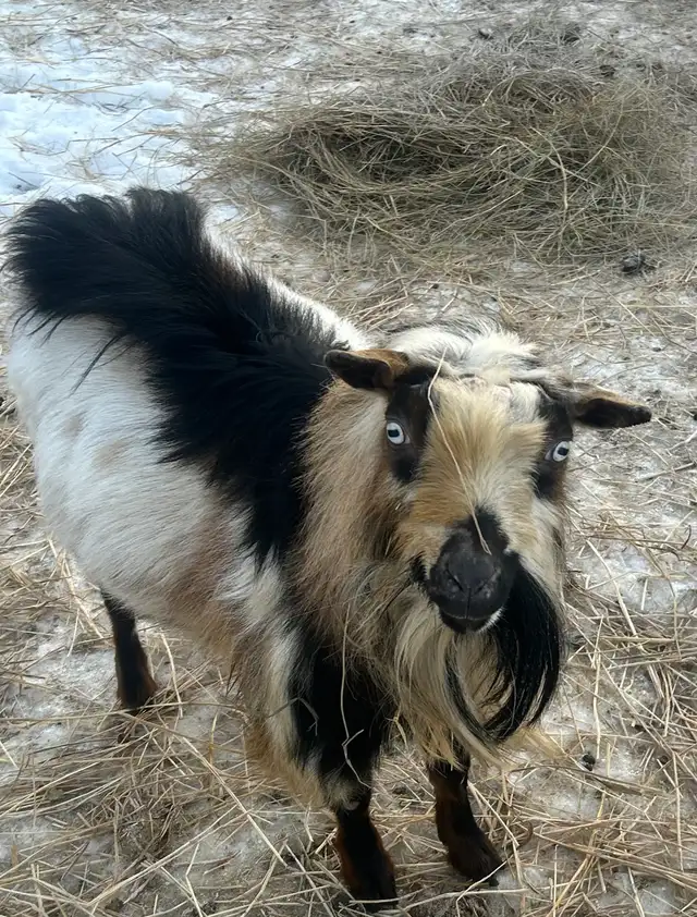 Purebread Nigerian Dwarf BUCK - Photo 2