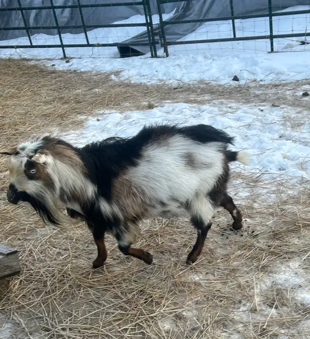 Purebread Nigerian Dwarf BUCK - Photo 3