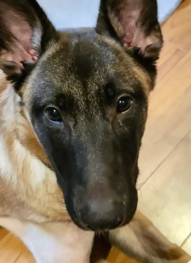 Special Needs Malinois Puppy - For Adoption