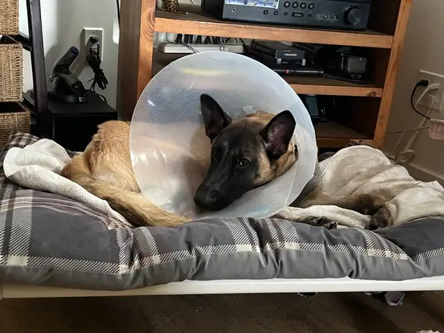 Special Needs Malinois Puppy - For Adoption - Photo 2