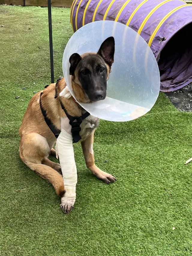 Special Needs Malinois Puppy - For Adoption - Photo 3