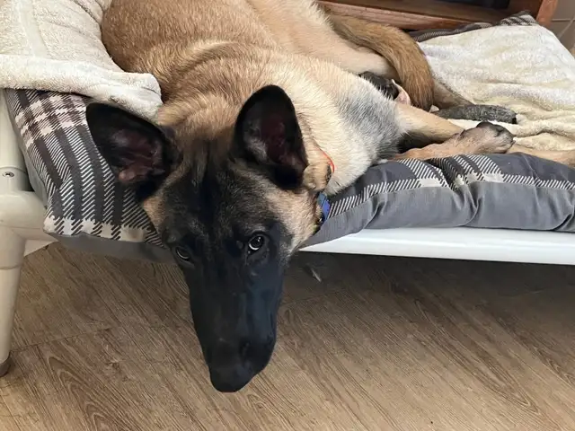 Special Needs Malinois Puppy - For Adoption - Photo 4