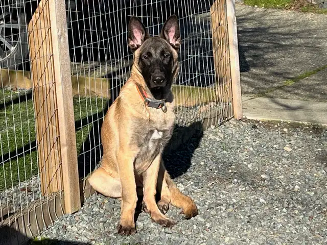 Special Needs Malinois Puppy - For Adoption - Photo 5