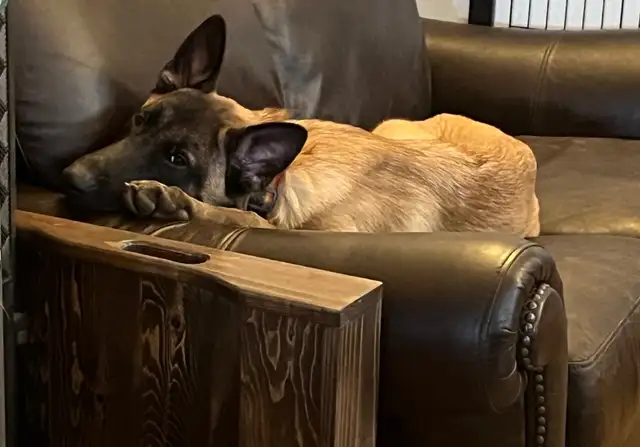 Special Needs Malinois Puppy - For Adoption - Photo 6